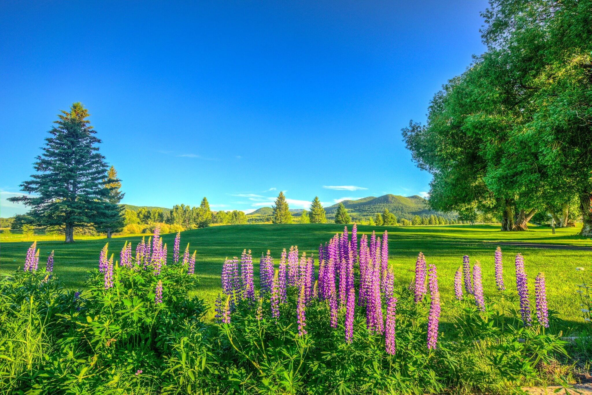 2025 montana state junior championships msga tournaments